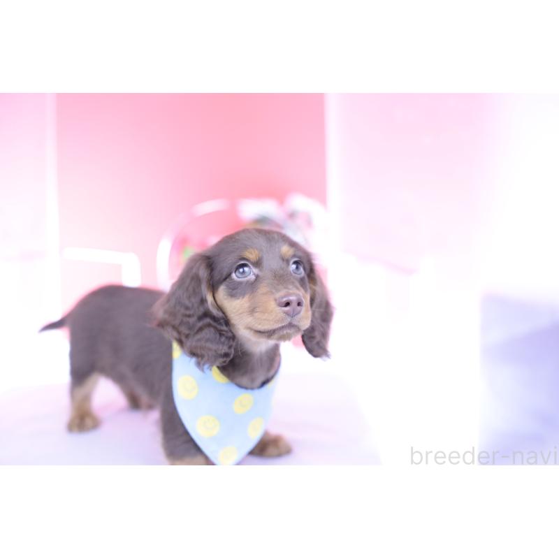 商談中の愛知県のカニンヘンダックスフンド(ロングヘアード)-432006の4枚目