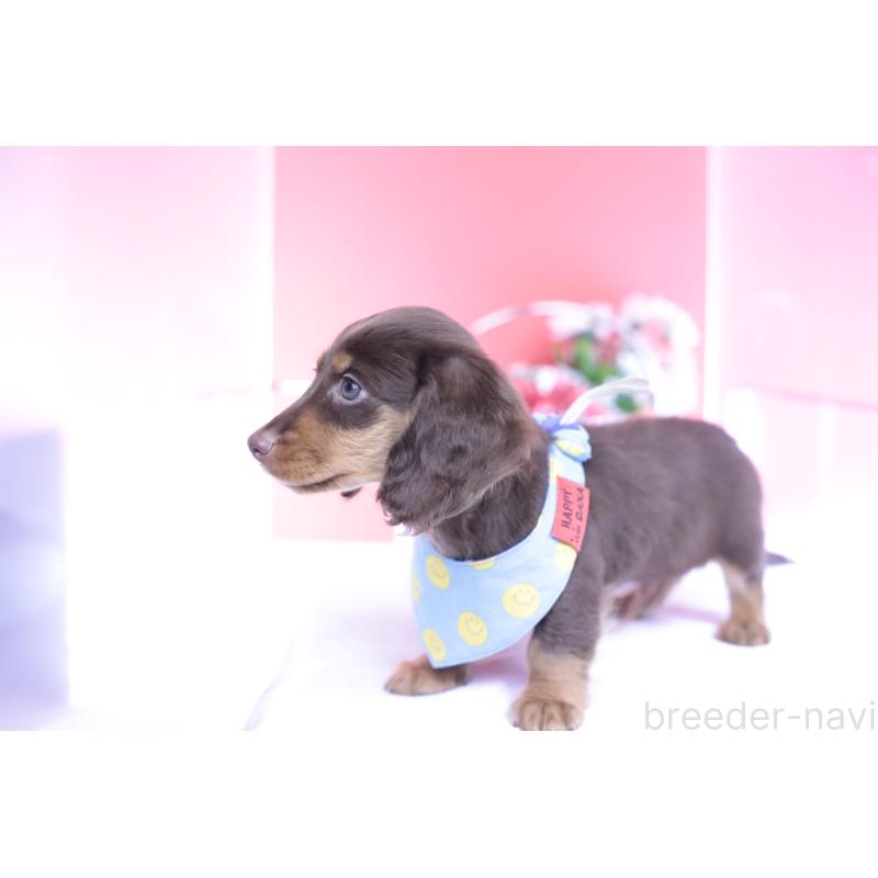 商談中の愛知県のカニンヘンダックスフンド(ロングヘアード)-432006の3枚目