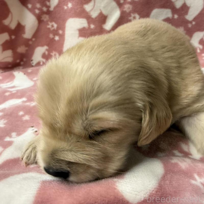 販売中の長野県のゴールデンレトリーバー-438127の6枚目