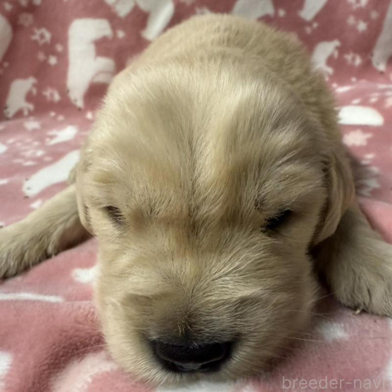 販売中の長野県のゴールデンレトリーバー-438127の3枚目