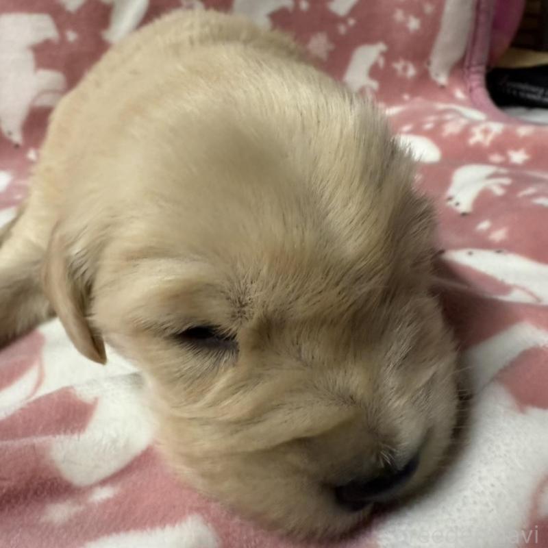 販売中の長野県のゴールデンレトリーバー-438127の2枚目