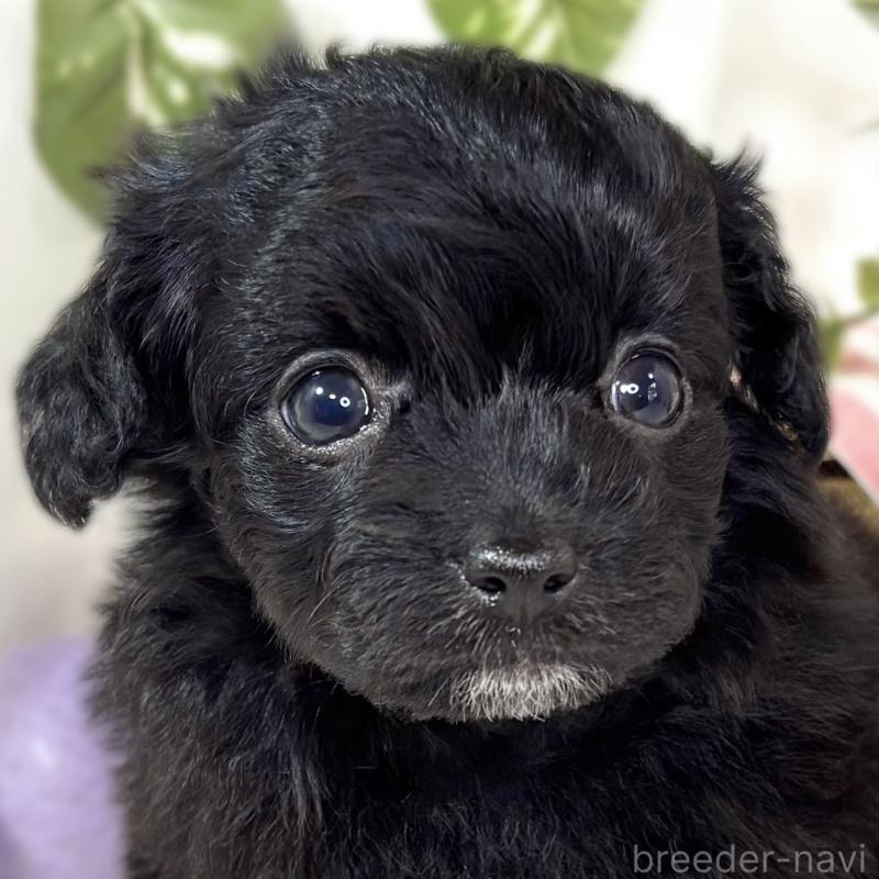 販売中の滋賀県のチワプー:チワワ×トイプードル-438129の1枚目