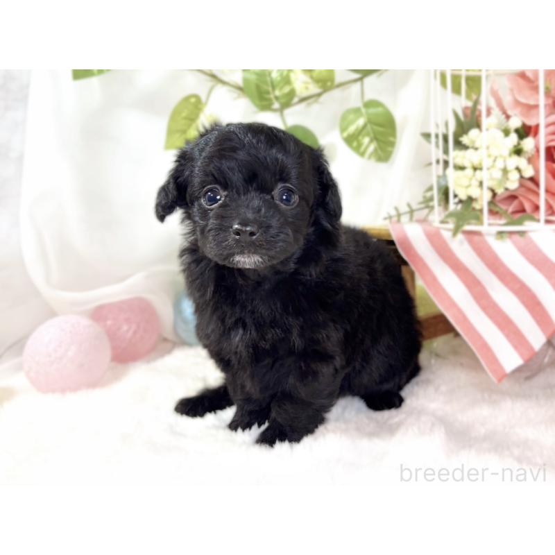 販売中の滋賀県のチワプー:チワワ×トイプードル-438129の4枚目