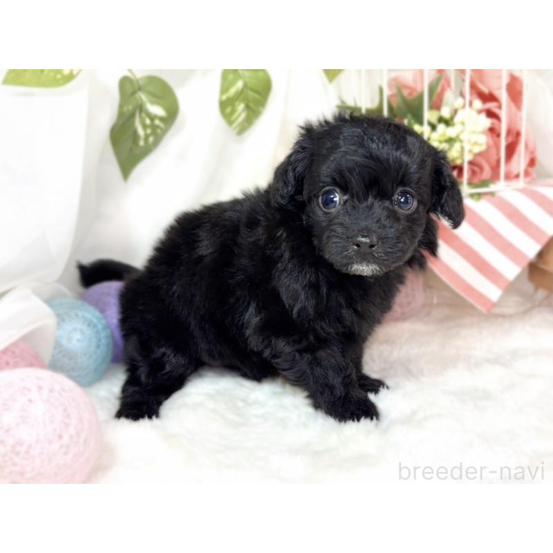 販売中の滋賀県のチワプー:チワワ×トイプードル-438129の2枚目