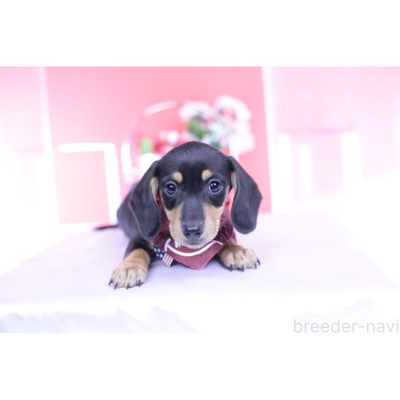 販売中の愛知県のカニンヘンダックスフンド(スムースヘアード)-432008の15枚目