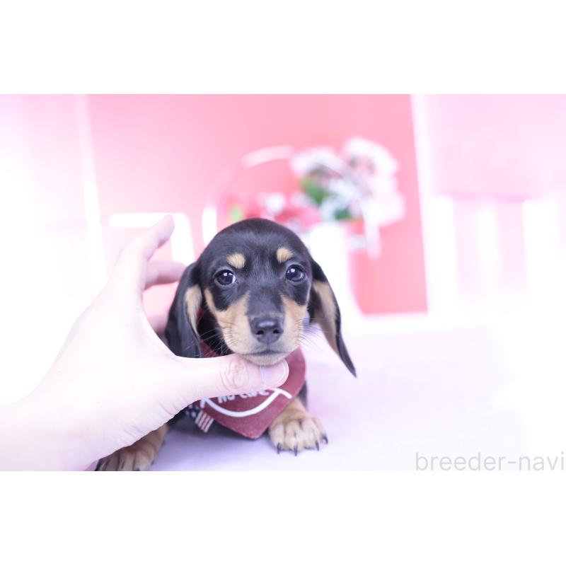 販売中の愛知県のカニンヘンダックスフンド(スムースヘアード)-432008の14枚目