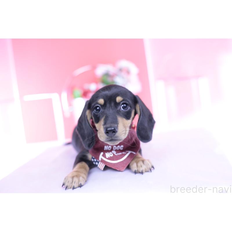 販売中の愛知県のカニンヘンダックスフンド(スムースヘアード)-432008の12枚目