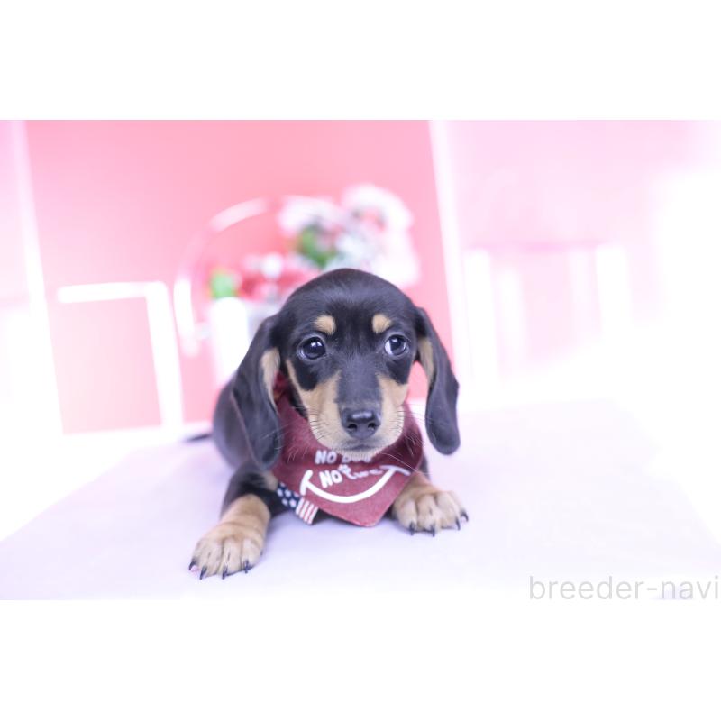 販売中の愛知県のカニンヘンダックスフンド(スムースヘアード)-432008の11枚目