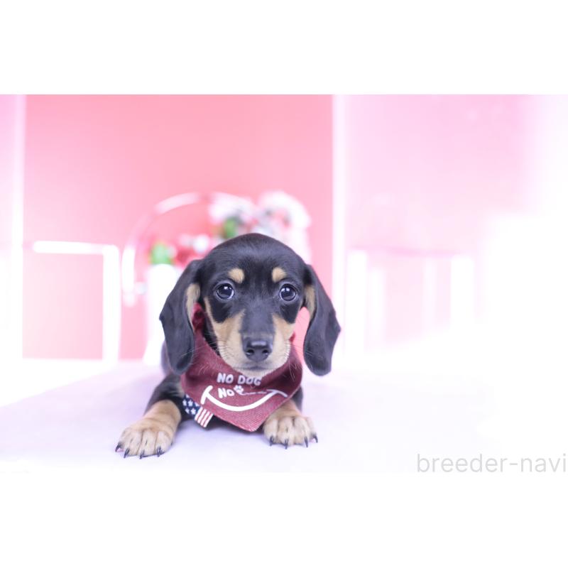 販売中の愛知県のカニンヘンダックスフンド(スムースヘアード)-432008の10枚目