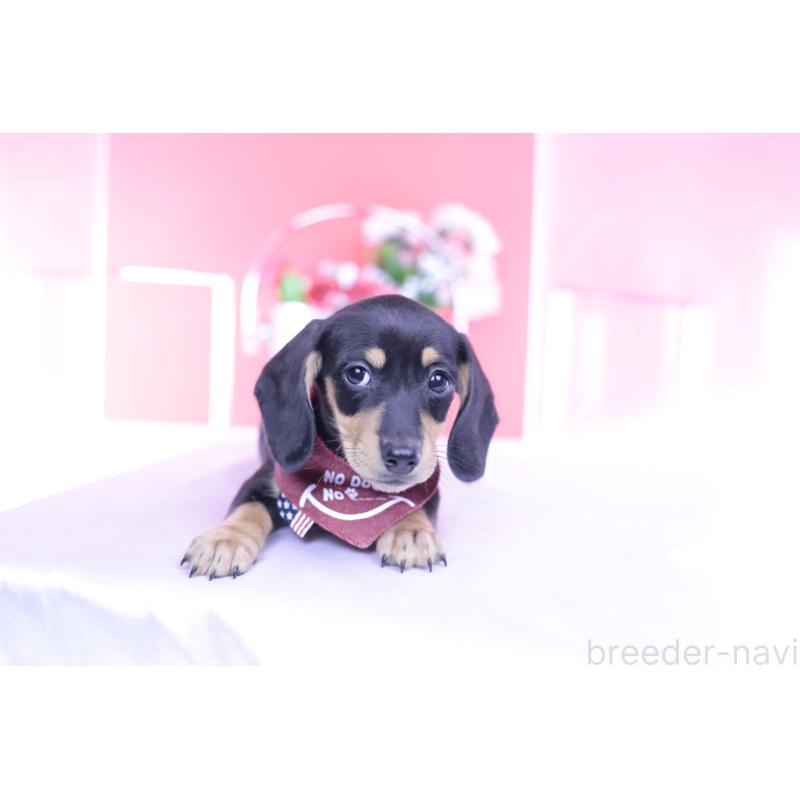 販売中の愛知県のカニンヘンダックスフンド(スムースヘアード)-432008の9枚目