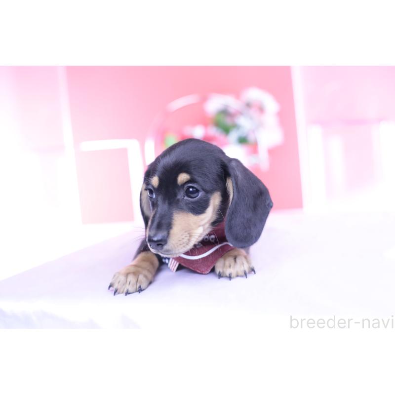 販売中の愛知県のカニンヘンダックスフンド(スムースヘアード)-432008の8枚目