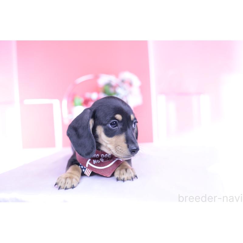 販売中の愛知県のカニンヘンダックスフンド(スムースヘアード)-432008の7枚目