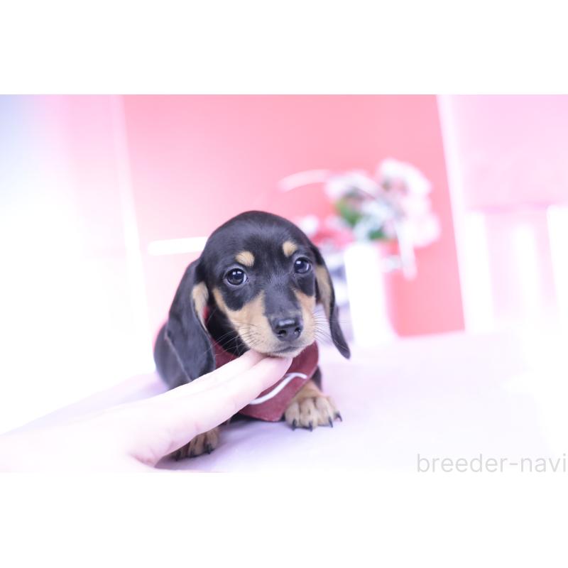 販売中の愛知県のカニンヘンダックスフンド(スムースヘアード)-432008の6枚目