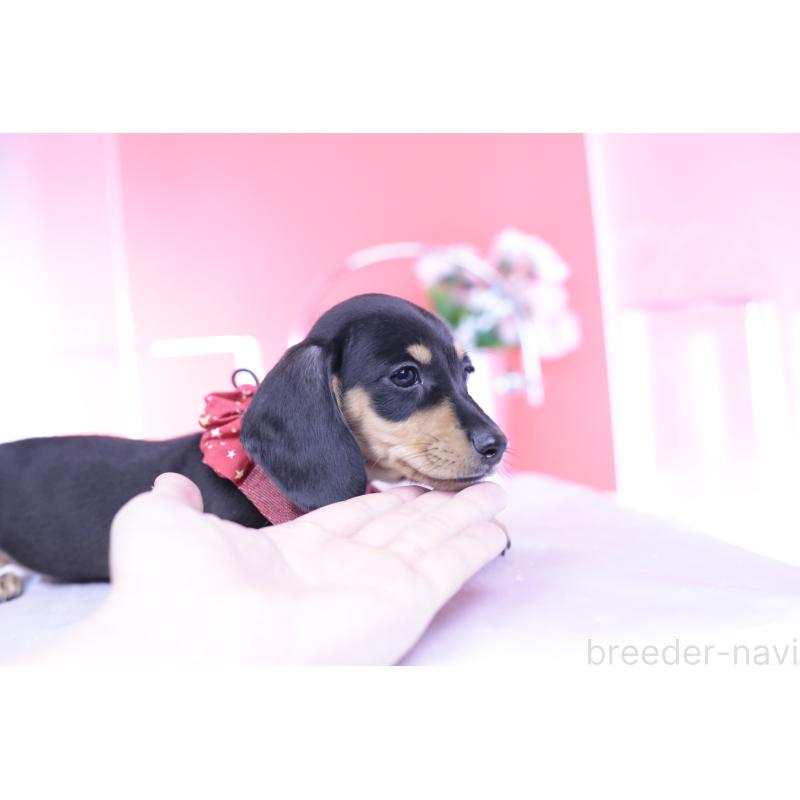 販売中の愛知県のカニンヘンダックスフンド(スムースヘアード)-432008の5枚目