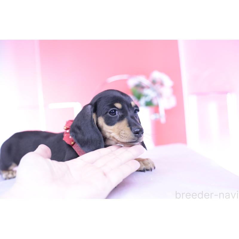 販売中の愛知県のカニンヘンダックスフンド(スムースヘアード)-432008の4枚目