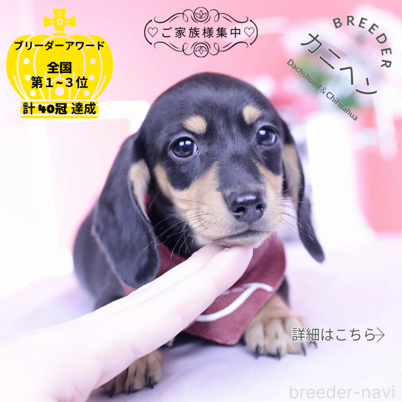 販売中の愛知県のカニンヘンダックスフンド(スムースヘアード)-432008の1枚目