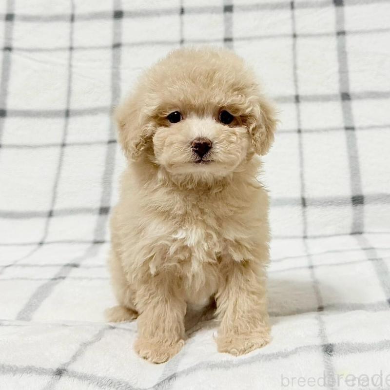 販売中の東京都のタイニープードル-438131の1枚目