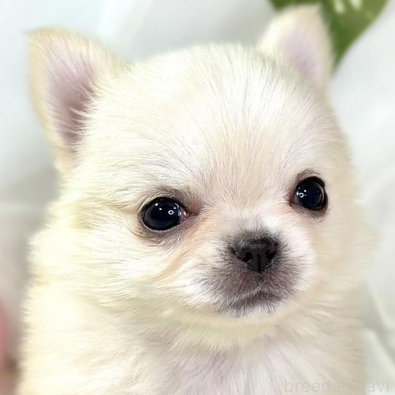 販売中の滋賀県のチワワ(ロングコート)-438130