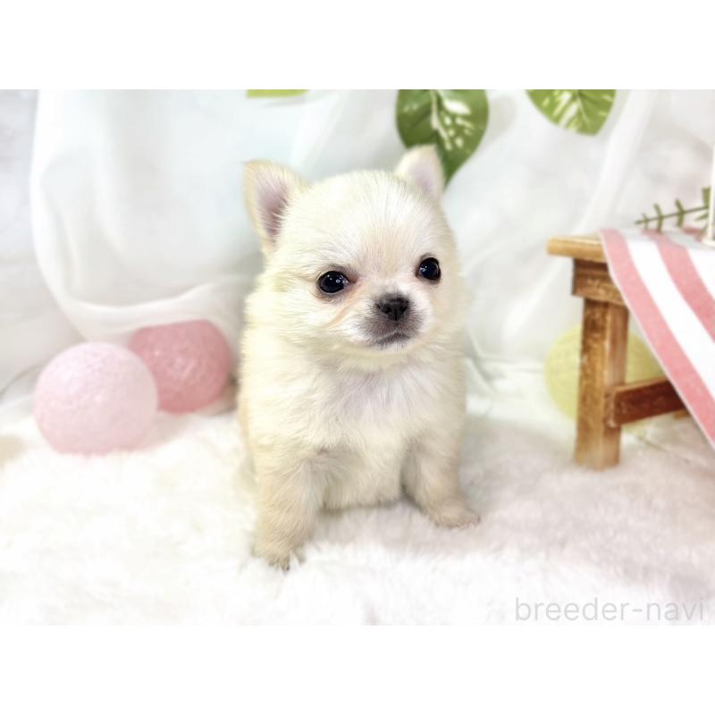 販売中の滋賀県のチワワ(ロングコート)-438130の4枚目