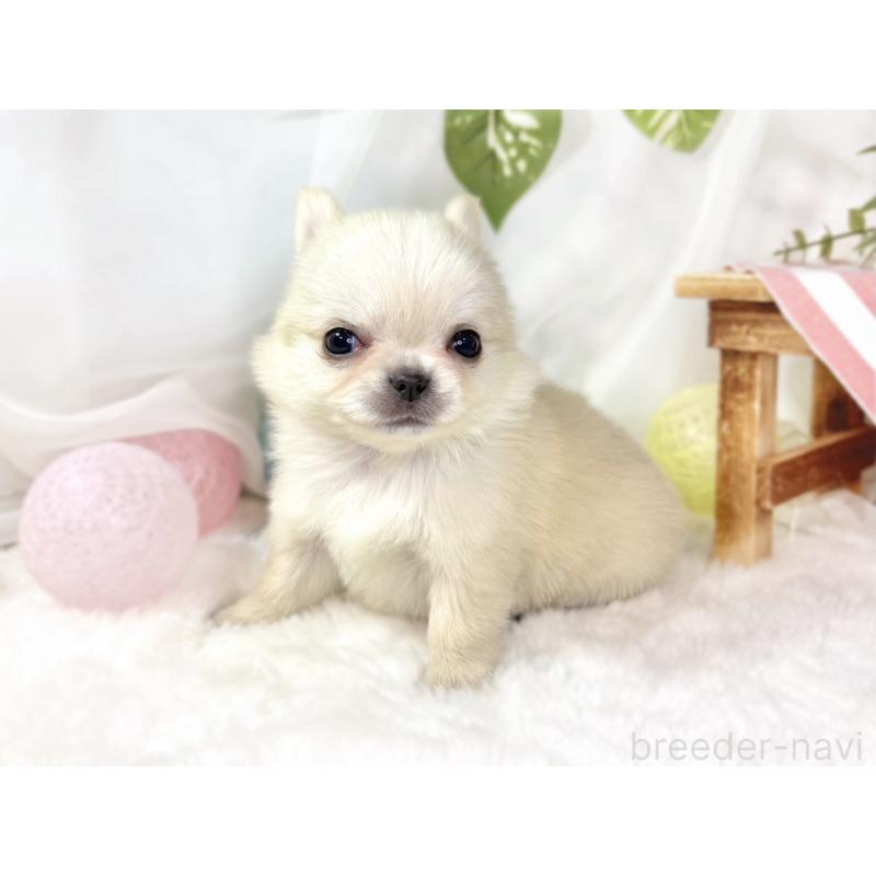 販売中の滋賀県のチワワ(ロングコート)-438130の3枚目