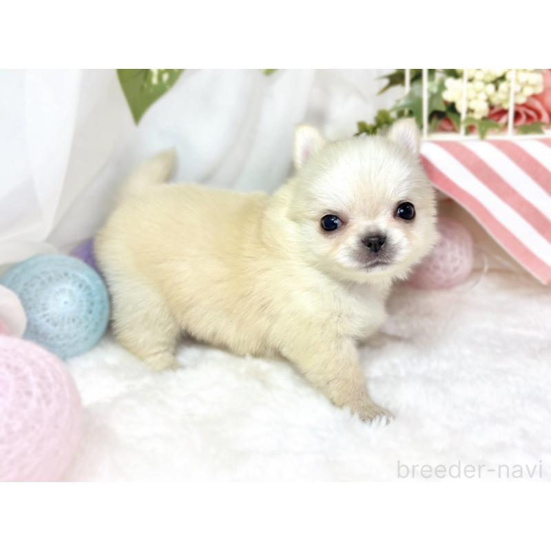 販売中の滋賀県のチワワ(ロングコート)-438130の2枚目