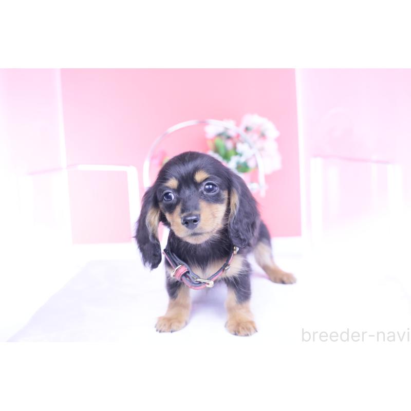 成約済の愛知県のカニンヘンダックスフンド(ロングヘアード)-432012の13枚目