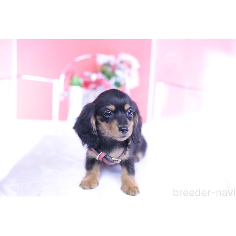 成約済の愛知県のカニンヘンダックスフンド(ロングヘアード)-432012の10枚目