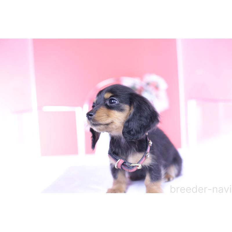 成約済の愛知県のカニンヘンダックスフンド(ロングヘアード)-432012の9枚目