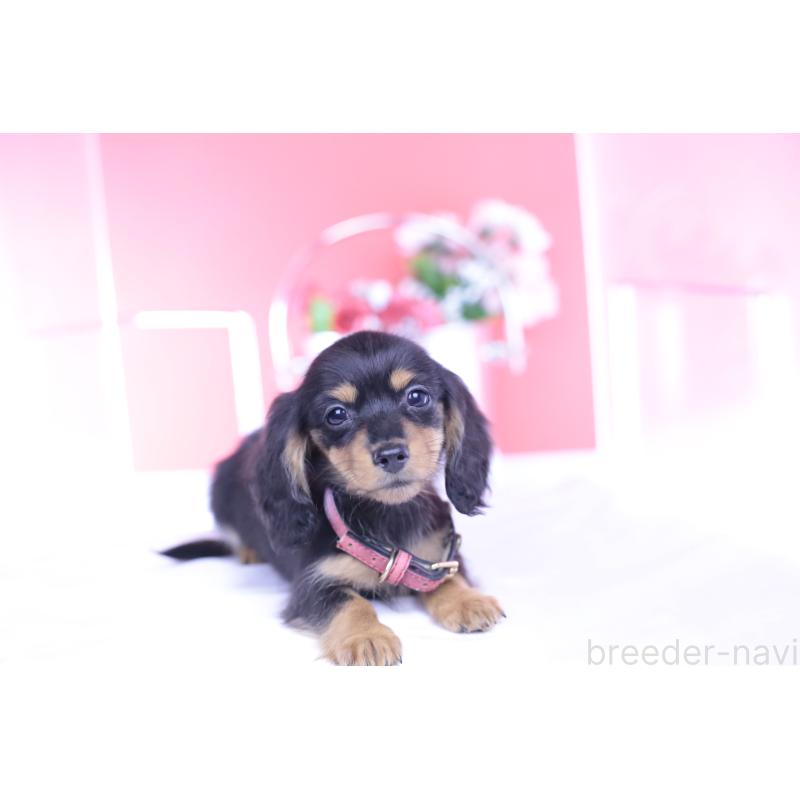 成約済の愛知県のカニンヘンダックスフンド(ロングヘアード)-432012の8枚目