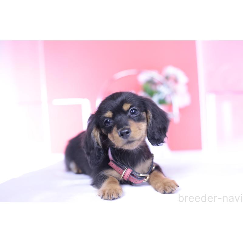 成約済の愛知県のカニンヘンダックスフンド(ロングヘアード)-432012の7枚目