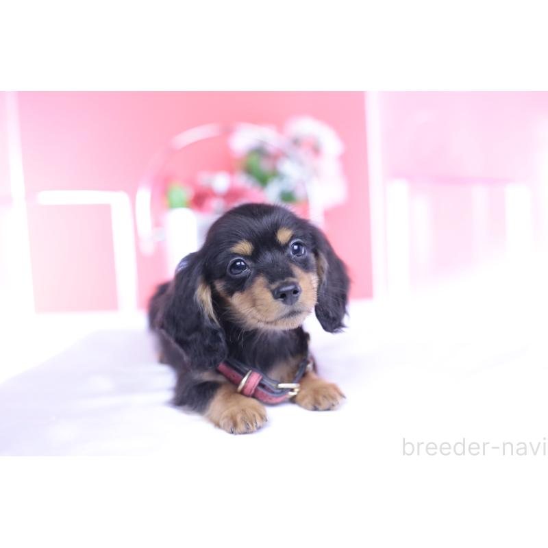 成約済の愛知県のカニンヘンダックスフンド(ロングヘアード)-432012の6枚目