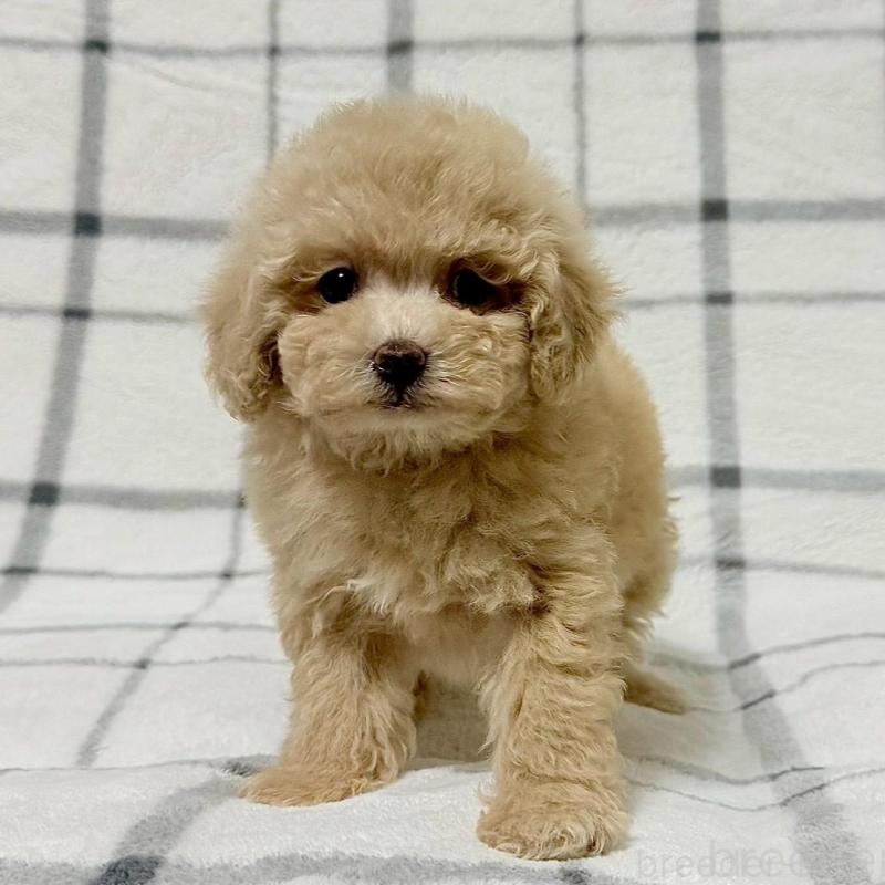 販売中の東京都のタイニープードル-438131の5枚目