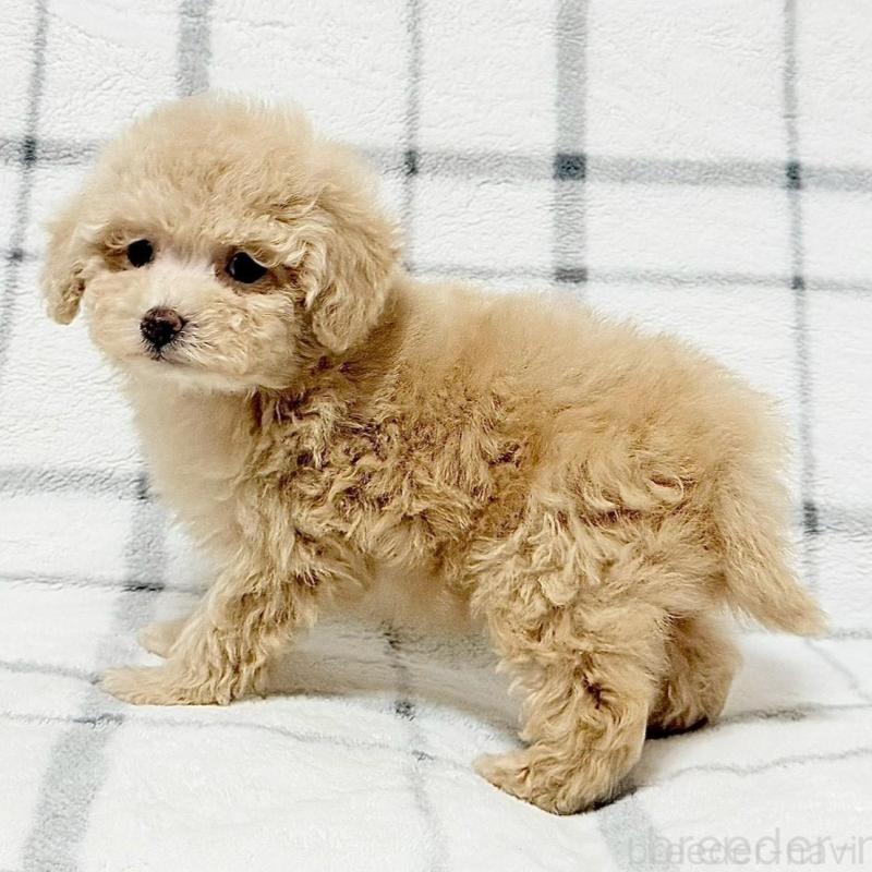 販売中の東京都のタイニープードル-438131の4枚目