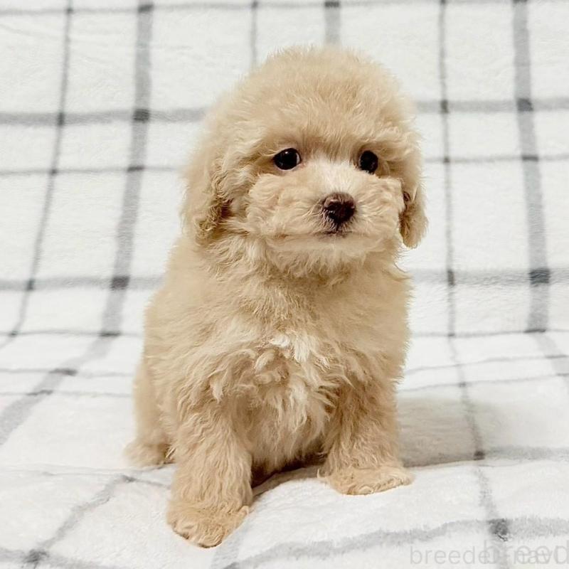 販売中の東京都のタイニープードル-438131の3枚目