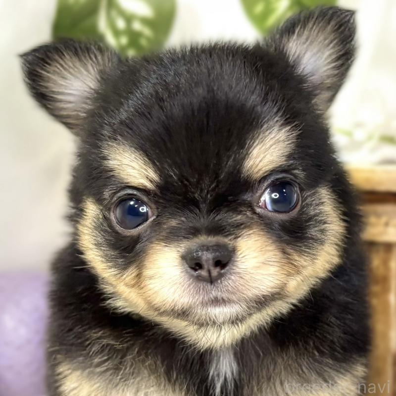 販売中の滋賀県のチワワ(ロングコート)-438132