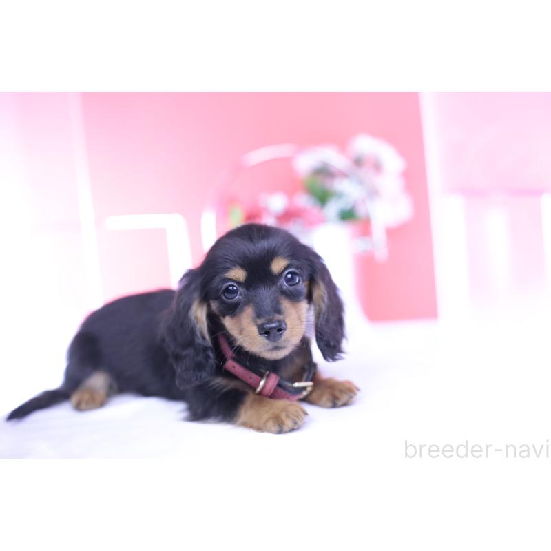 成約済の愛知県のカニンヘンダックスフンド(ロングヘアード)-432012の2枚目