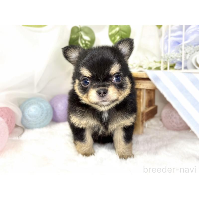 販売中の滋賀県のチワワ(ロングコート)-438132の4枚目