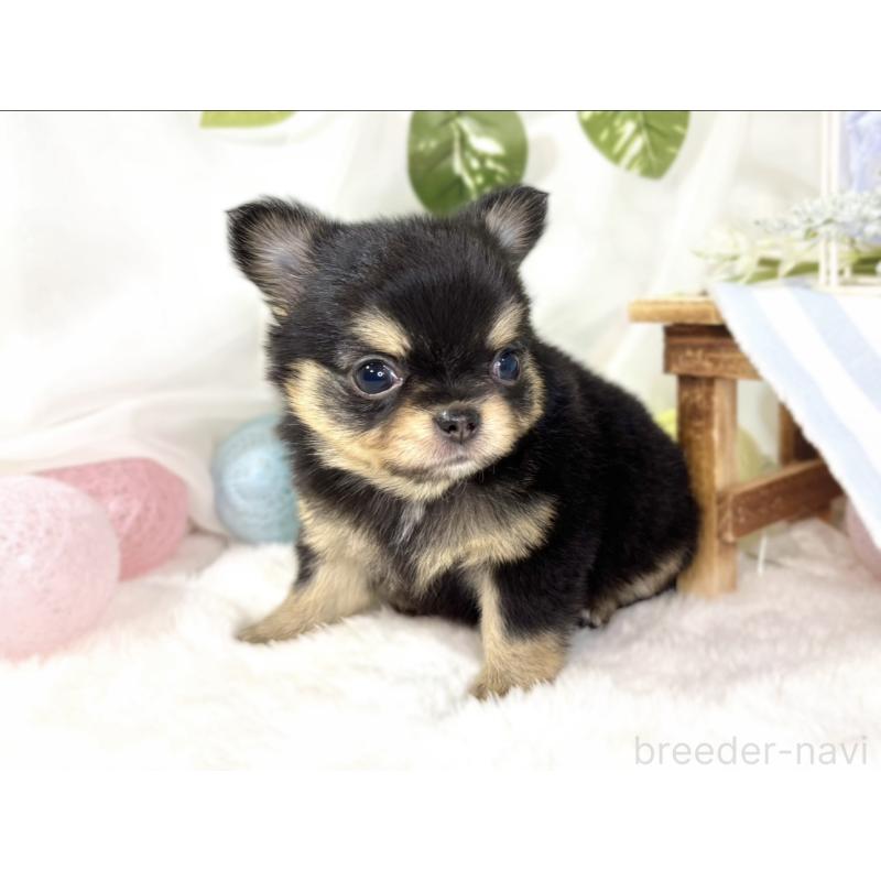 販売中の滋賀県のチワワ(ロングコート)-438132の3枚目