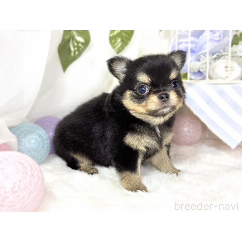 販売中の滋賀県のチワワ(ロングコート)-438132の2枚目