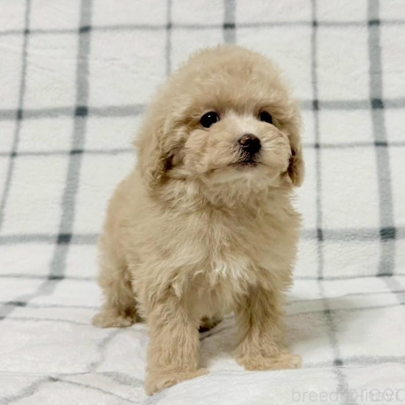 販売中の東京都のタイニープードル-438131の2枚目