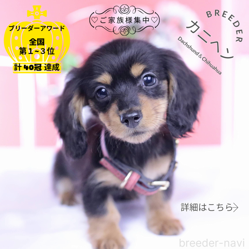 成約済の愛知県のカニンヘンダックスフンド(ロングヘアード)-432012の1枚目