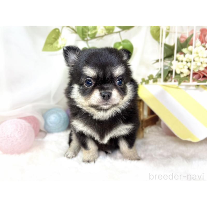 販売中の滋賀県のチワワ(ロングコート)-438133の4枚目