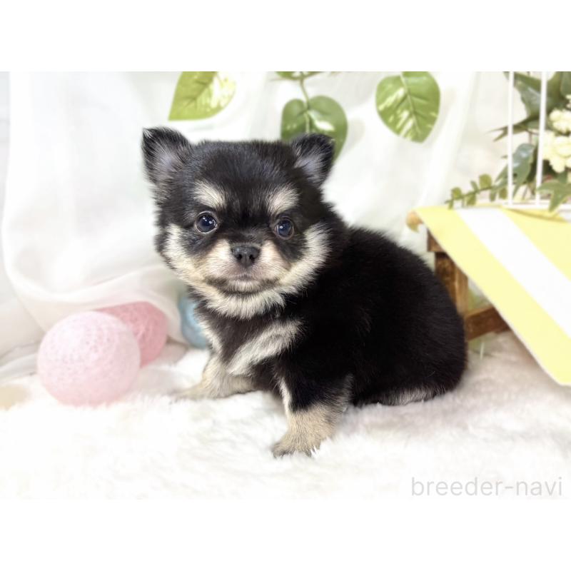 販売中の滋賀県のチワワ(ロングコート)-438133の3枚目