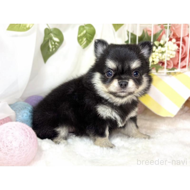 販売中の滋賀県のチワワ(ロングコート)-438133の2枚目