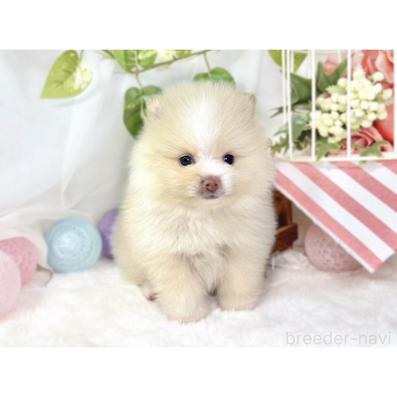 販売中の滋賀県のポメラニアン-438134の4枚目