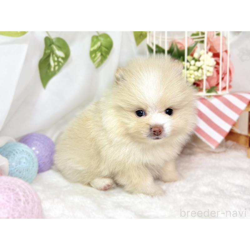 販売中の滋賀県のポメラニアン-438134の3枚目