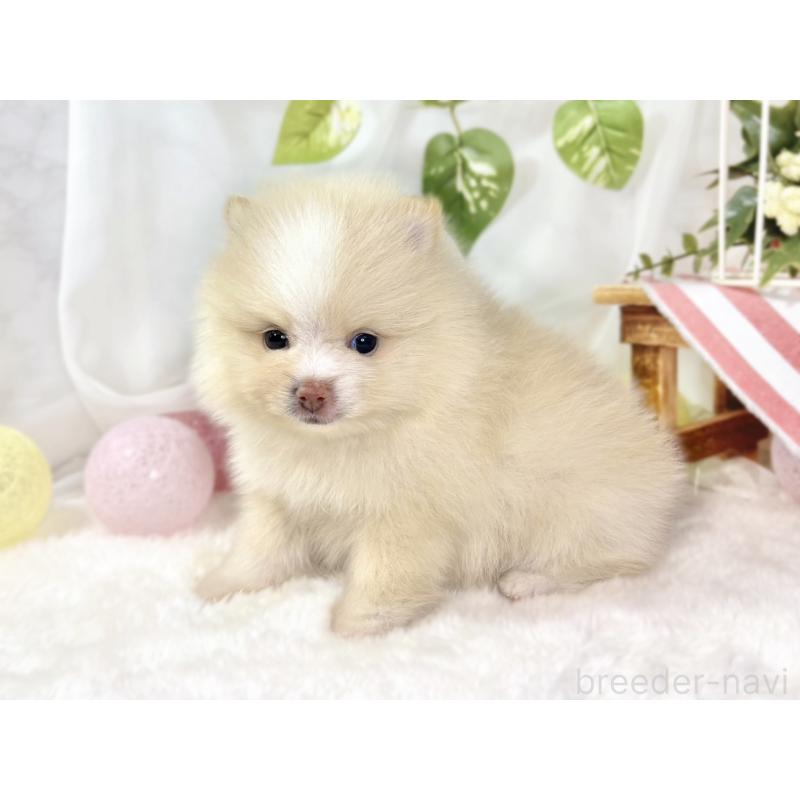 販売中の滋賀県のポメラニアン-438134の2枚目