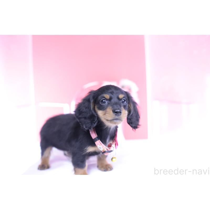 商談中の愛知県のカニンヘンダックスフンド(ロングヘアード)-432010の14枚目