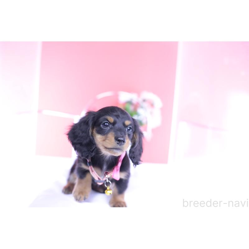 商談中の愛知県のカニンヘンダックスフンド(ロングヘアード)-432010の13枚目