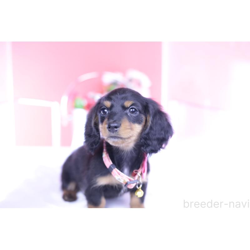 商談中の愛知県のカニンヘンダックスフンド(ロングヘアード)-432010の12枚目